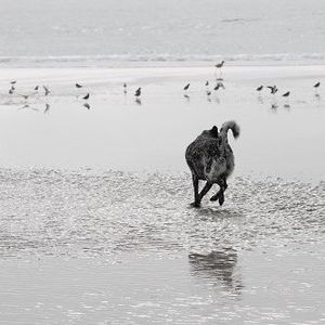 Meet your Posher, Barbara